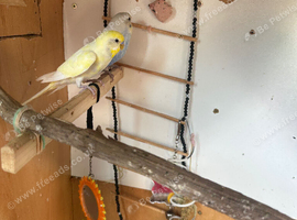 Lovely male budgies for sale