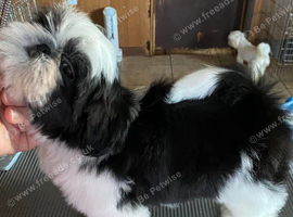 Shih tzu boys