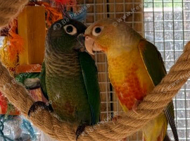 2 male conures