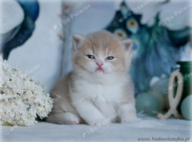 boy golden lilac with white