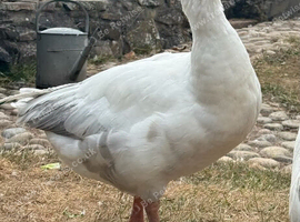 Pilgrim Goose -Gander
