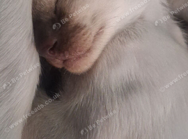 Cheeky Siamese Kittens