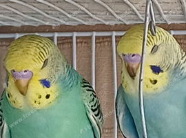 Pair of baby cocks