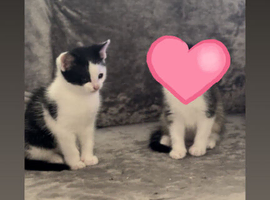 Kitten for sale