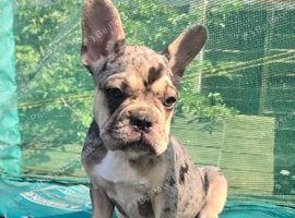 3 French Bulldog puppies left
