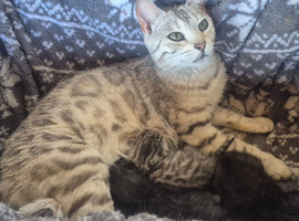 Bengal X British shorthair