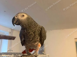 2020 closed rung African grey