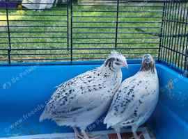Coturnix quail breeding pair