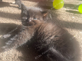 British long haired X Persian boy kitten