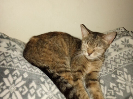 Adult cat for her forever home asap