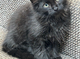 Black mixed Ragdoll kittens