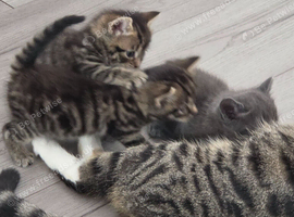 4 beautiful Kittens for sale