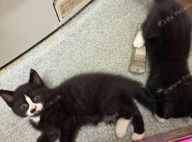 5 kittens for sale