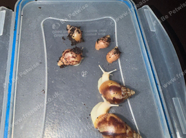 6 giant African land snails
