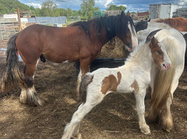 Lovely colt foal to make 14hh plus