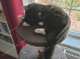 Kitten long haired