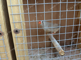 Baby Zebra finches