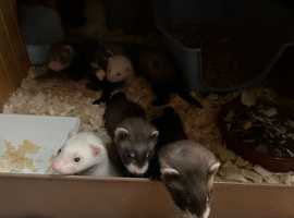 Polecat / ferret