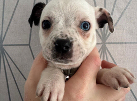 American Bulldog x Chihuahua