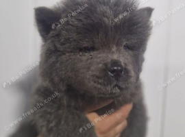 Ready to go Chow chow puppies