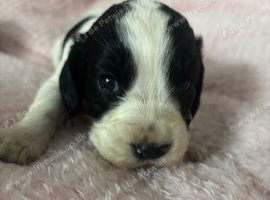 cocker spaniel pups for sale