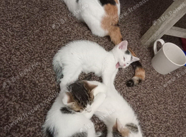 5 gorgeous Kittens for sale