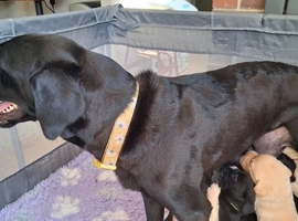 KC reg HEALTH TESTED LAB PUPPIES
