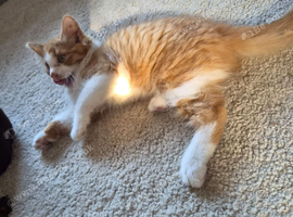 Kitten