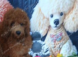 Miniature Poodle.