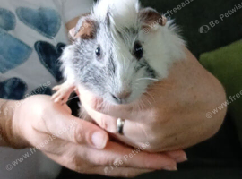 Baby guinea pig
