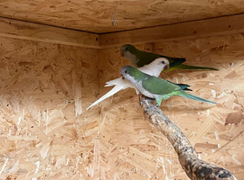 Quaker Parrots