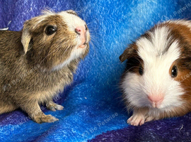 Two gorgeous guinea pig babies