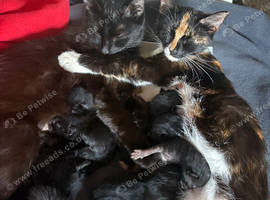 4 gorgeous black female kittens.