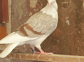 Saddle racing pigeons for sale