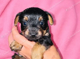 5 Yorkshire terrier puppies