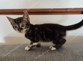 Half bengal kittens