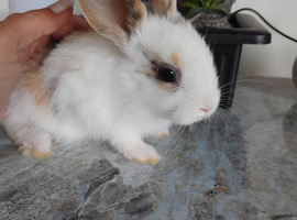 Baby lops