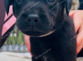 Puppies for sale