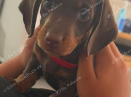 Male Dachshund For new home