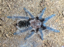 Curly hair tarantulas (various sizes)
