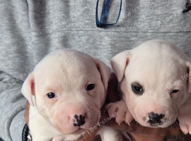 White Staffies