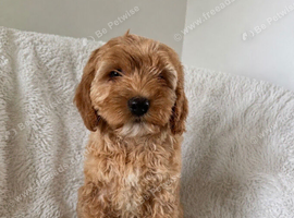 Beautiful golden Cockapoo female