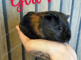 8 week old guinea pigs