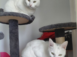 MALE AND FEMALE