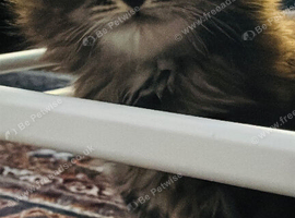Scottish fold long hair