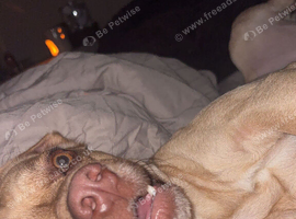 Male dog for sale