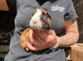 Beautiful Baby Guinea Pigs Mixed Colour Male & Femal