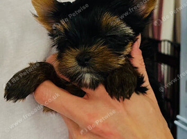 PRICKED EARS MINIATURE YORKSHIRE TERRIERS KC DNA TESTED PARENTS