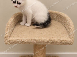 Kittens ready for their forever home