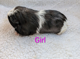 Male & female Baby Guinea pigs for sale